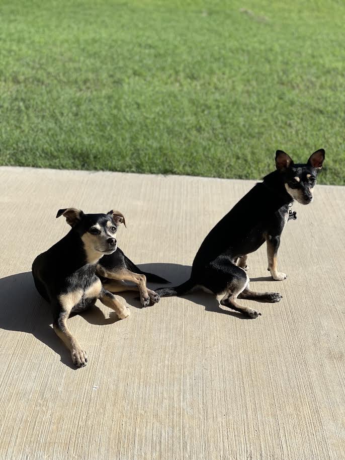Two small black and tan dogs sitting on a concrete sidewalk with green grass just beyond them