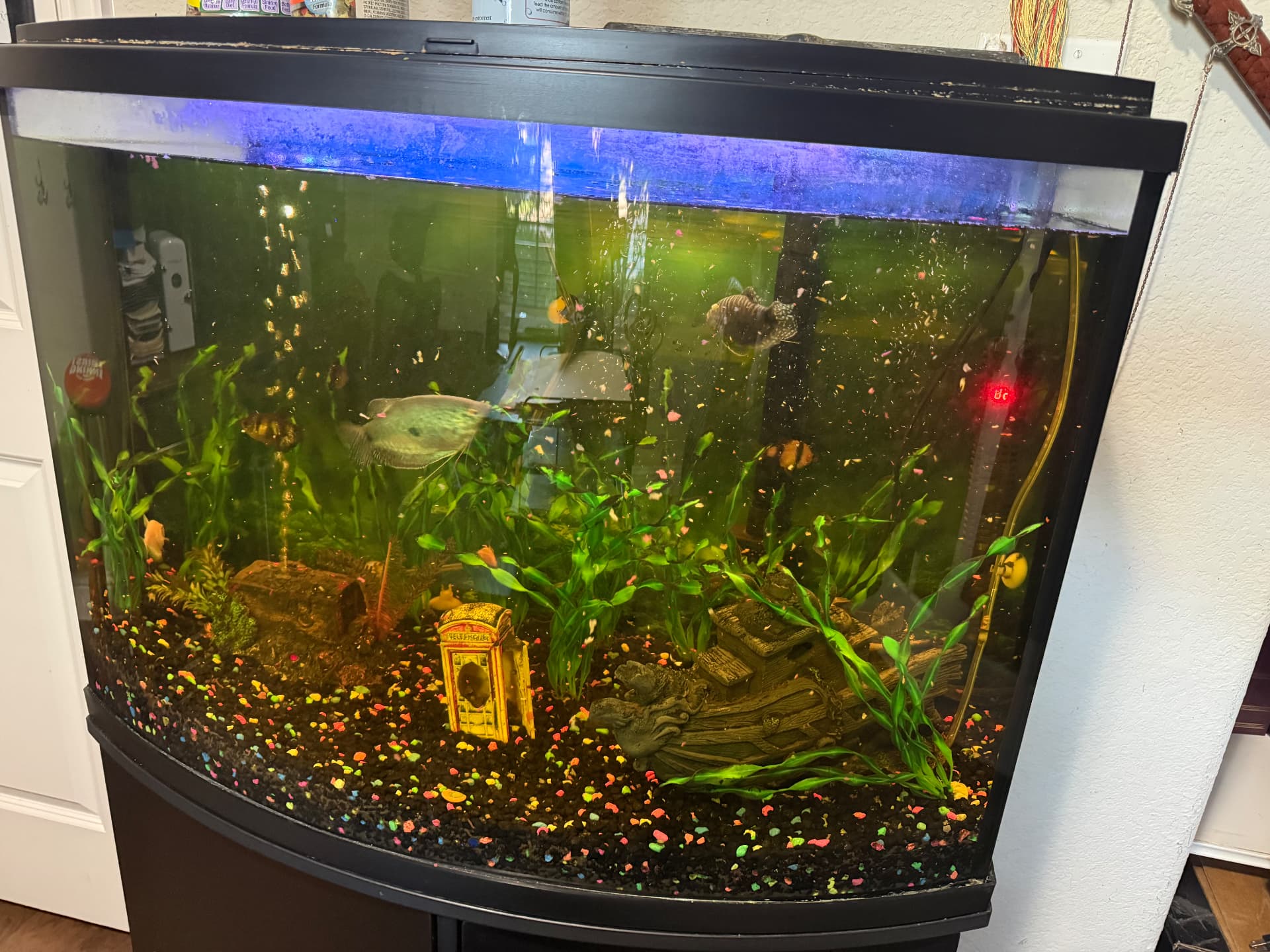 A client's fish aquarium with fish, plants and decorations, cared for during ZONE Pet Care visits