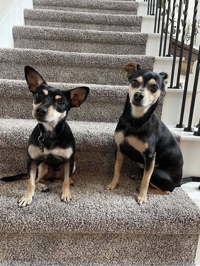 Two small black and tan dogs sitting together on a carpeted staircase