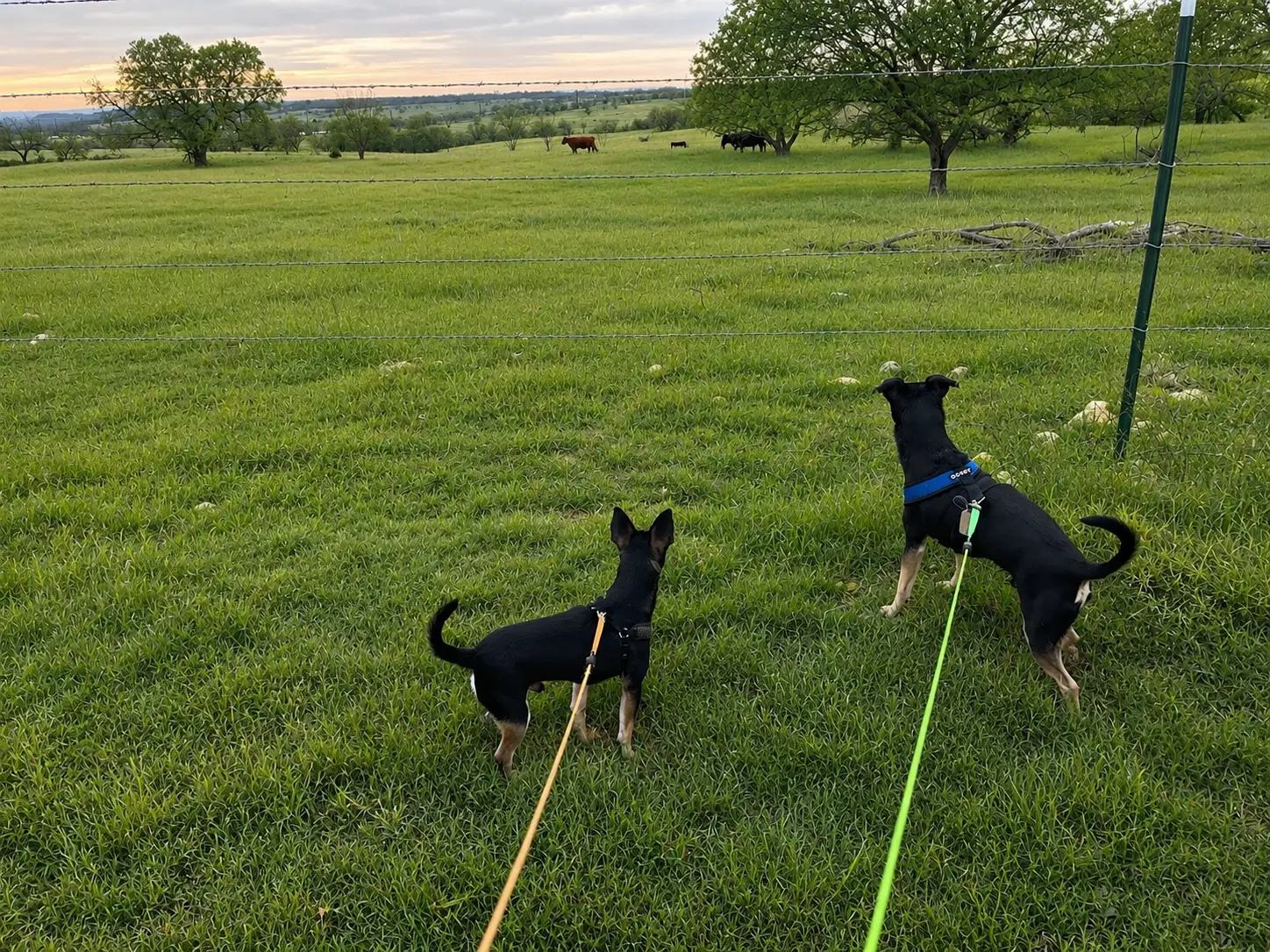 Dog Walking with ZONE Pet Care