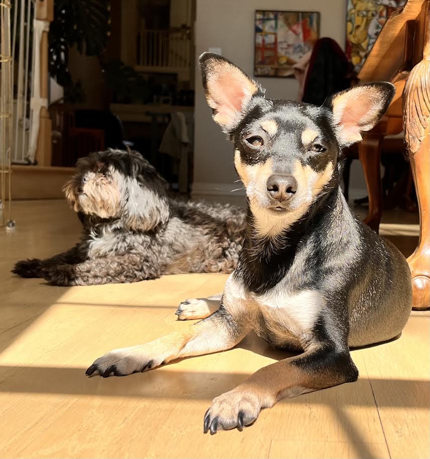 A big-eared black and tan dog in the foreground with a grey dog resting on the floor behind him